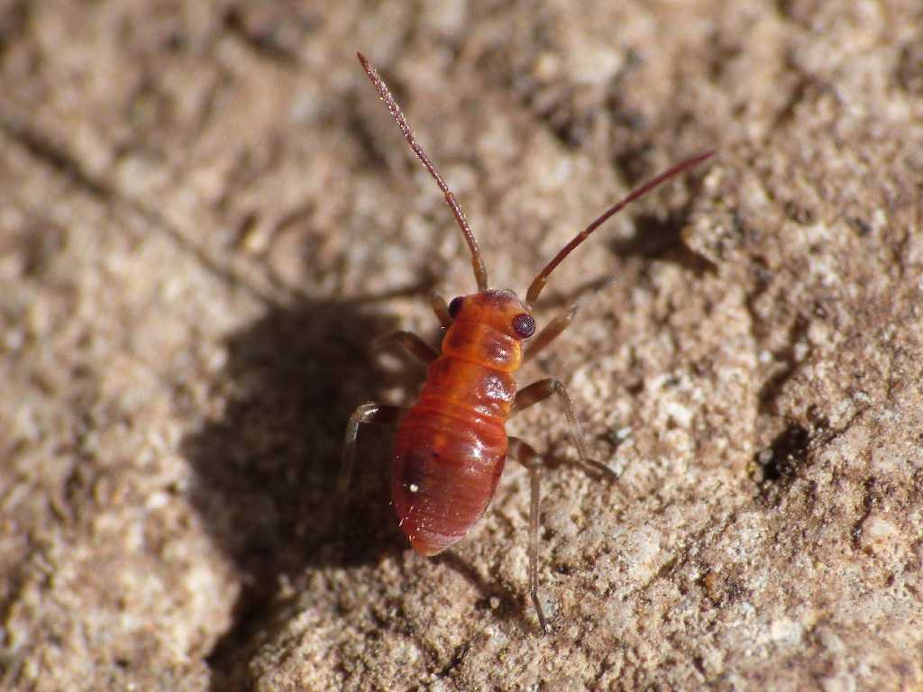 Neanide di Miridae? - Tolfa (RM)